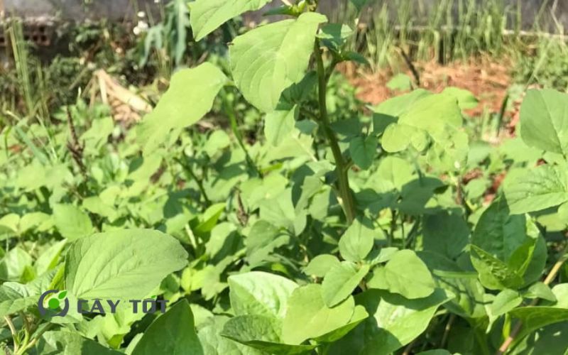 Hạt Giống Rau Tập Tàng Đỏ