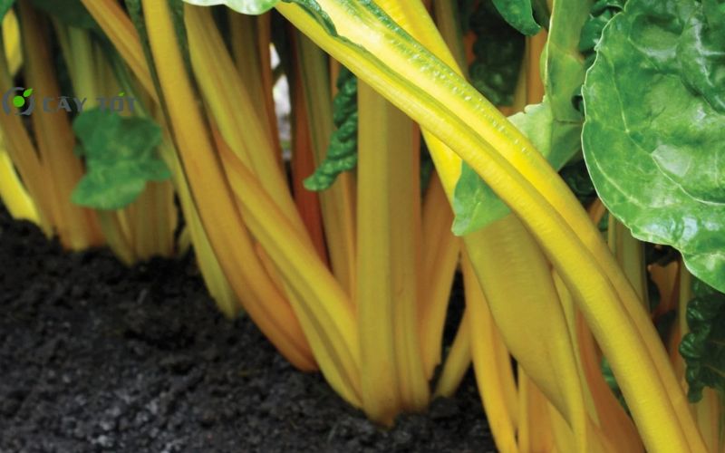 Hạt Giống Cải Cầu Vồng Vàng