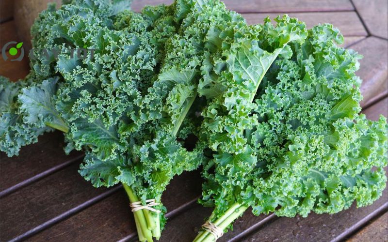 Hạt Giống Cải Xoăn Ý