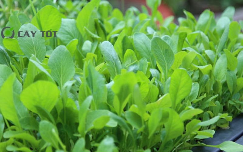 Hạt Giống Cải Lá Non