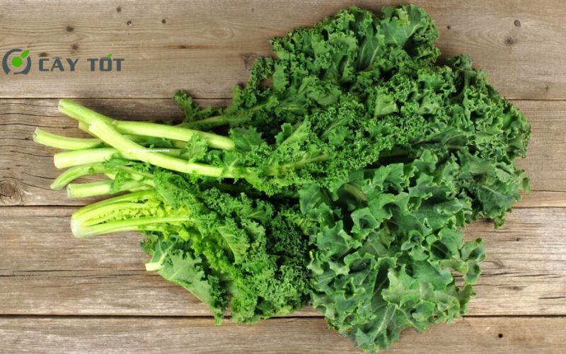 Hạt Giống Cải Xoăn Mỹ