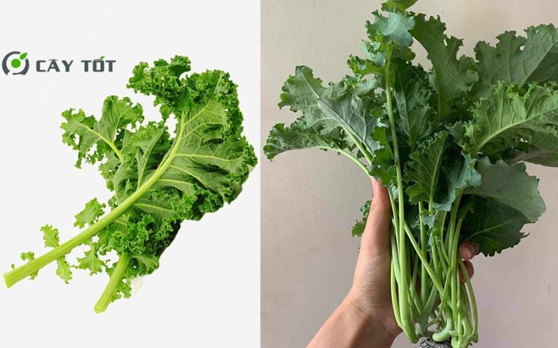 Hạt Giống Cải Bẹ Xoăn