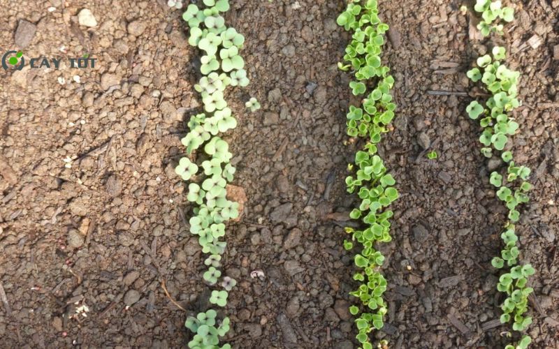 Hạt Giống Cải Thảo Đài Loan