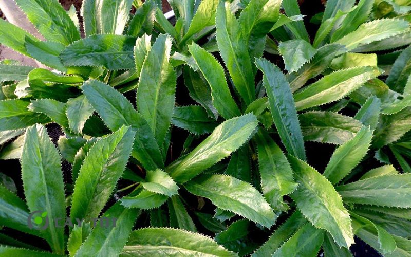 Hạt Giống Rau Mùi Tàu Thái