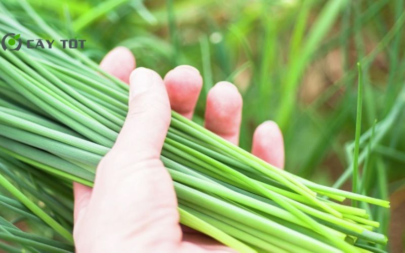 Hạt Giống Hẹ Lá To