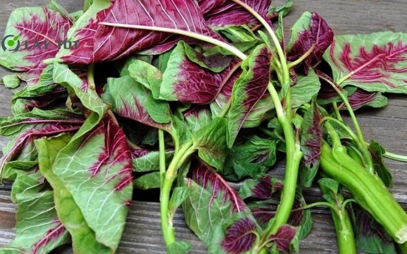 Hạt Giống Rau Dền Ngũ Sắc