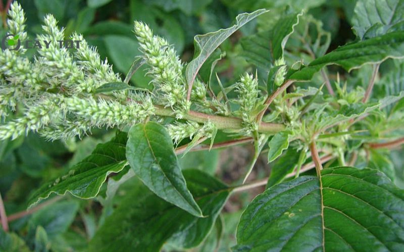 Hạt Giống Rau Dền Cơm