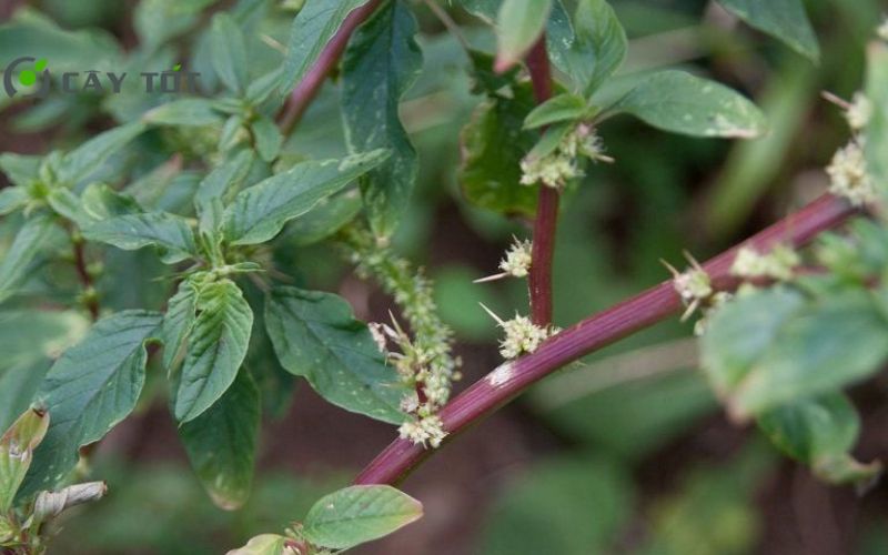 Hạt Giống Rau Dền Gai Cao Sản