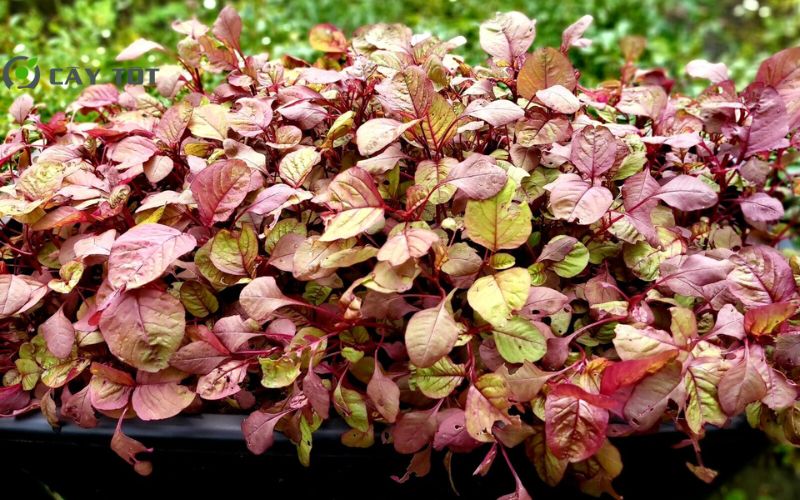 Hạt Giống Rau Dền Đỏ Cao Sản