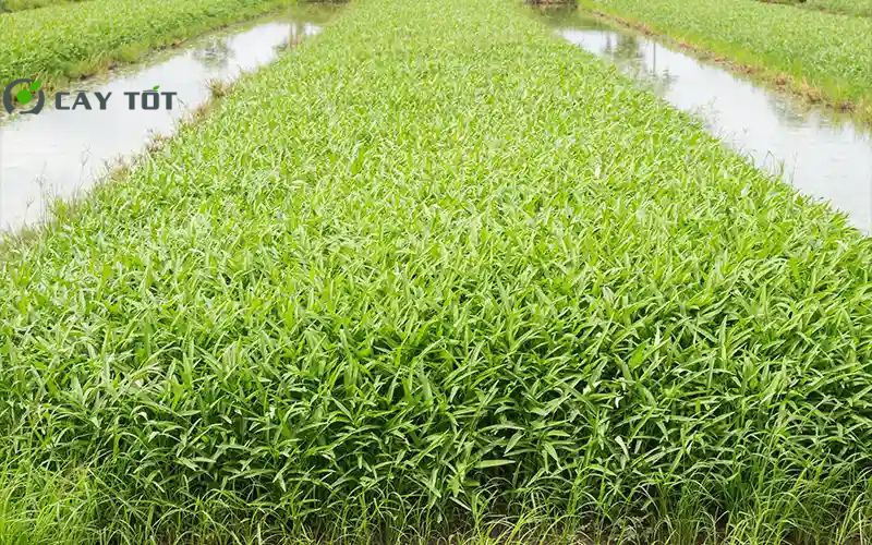 Hạt Giống Rau Muống Chịu Hạn