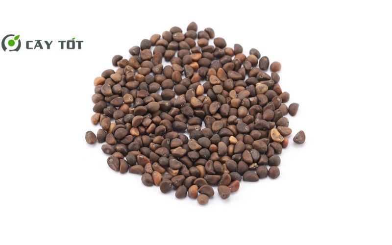 Hạt Giống Rau Muống Chịu Nhiệt