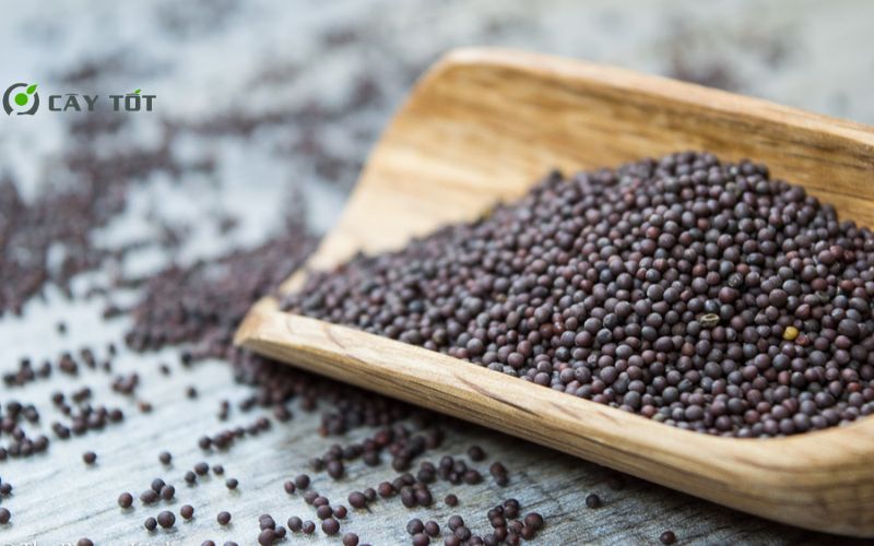 Hạt Giống Cải Cúc Thái