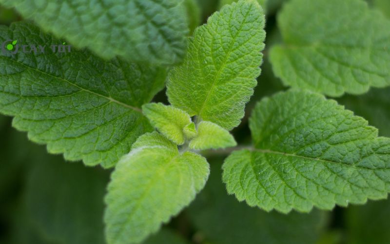 Hạt Giống Rau Húng Bạc Hà