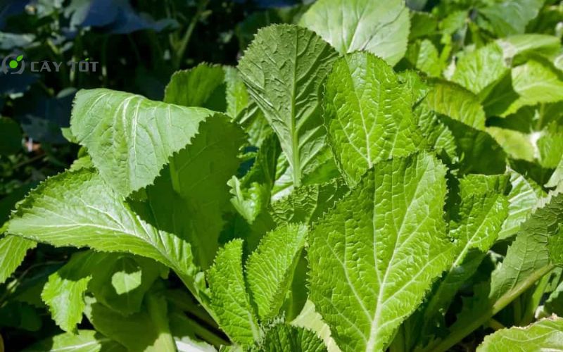 Hạt Giống Cải Xanh Lai