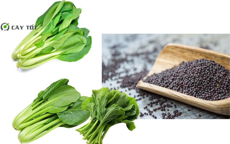 Hạt Giống Cải Ngọt Lai