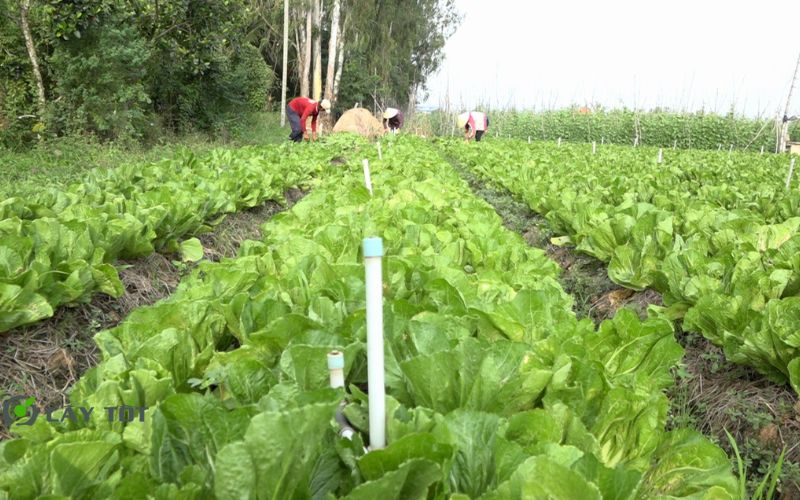 Hạt Giống Cải Bẹ Dưa