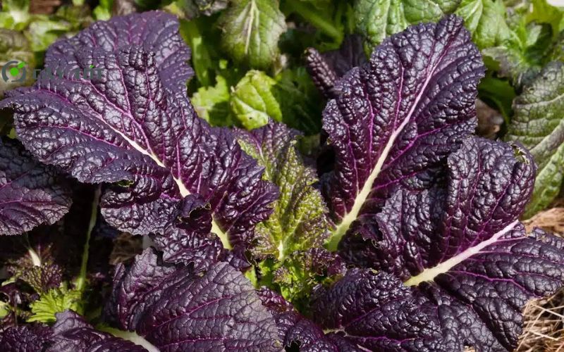 Hạt Giống Rau Cải Ngồng Tím