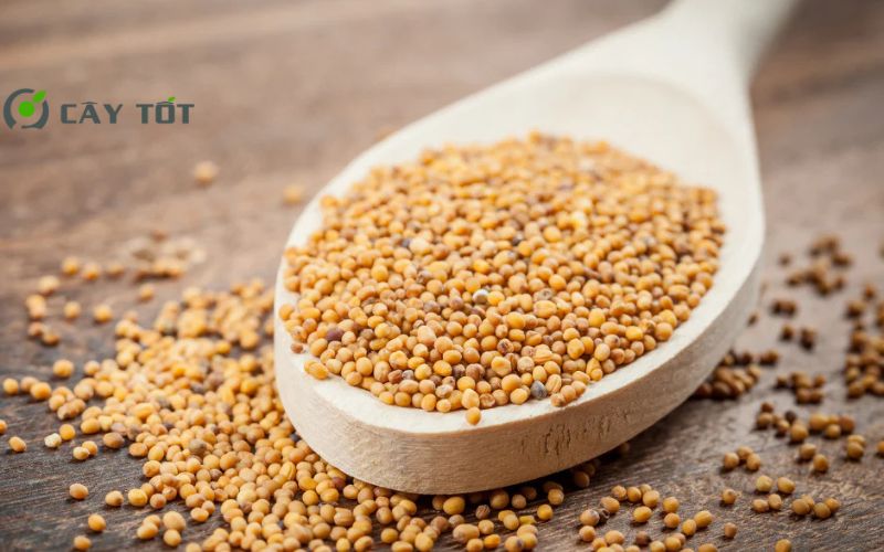 Hạt Giống Cải Bẹ Xanh Mùa Đông