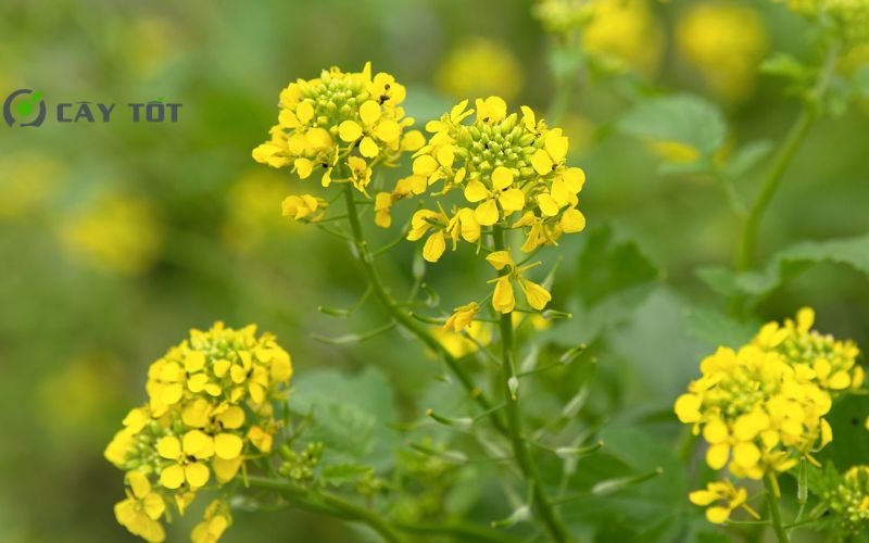 Hạt Giống Cải Xanh Mùa Mưa