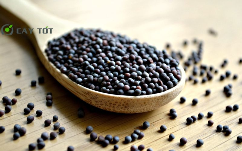 Hạt Giống Rau Cải Bẹ Dưa Cải Tiến