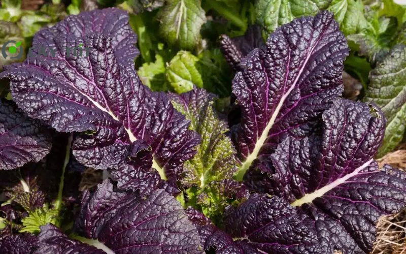 Hạt Giống Cải Bẹ Xanh Tím