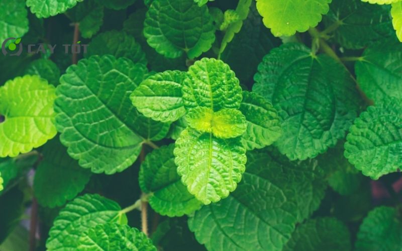 Hạt Giống Rau Bạc Hà Cay