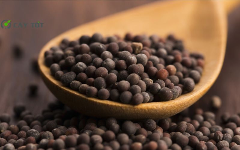 Hạt Giống Cải Bẹ Xanh Mỹ