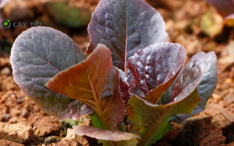 Hạt Giống Xà Lách Roma Đỏ