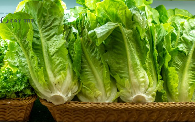 Hạt Giống Xà Lách Mỡ Đà Lạt