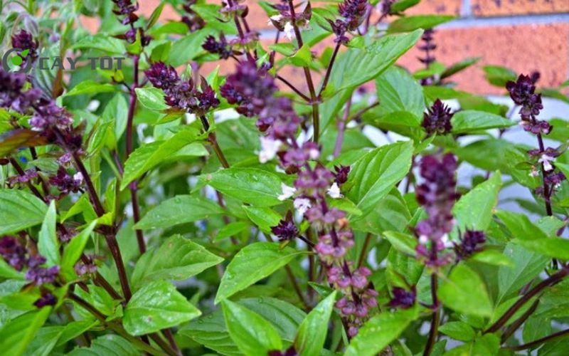 Hạt Giống Rau Húng Cây Tím