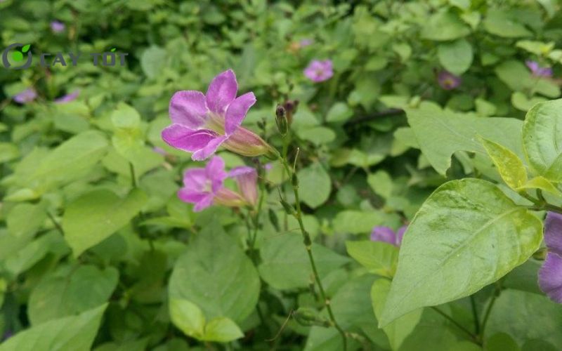 Hạt Giống Rau Ngót Tím