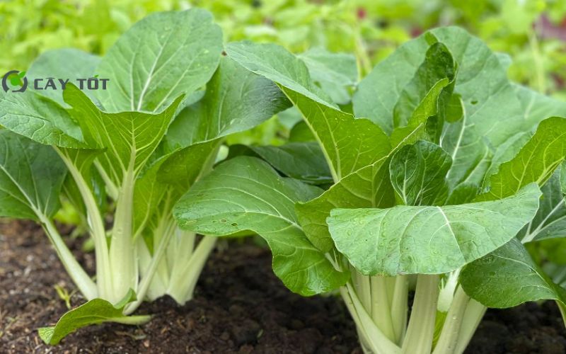 Hạt Giống Cải Bẹ Trắng Nhật