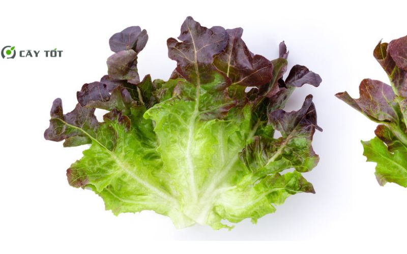 Hạt Giống Xà Lách Tím Xoăn