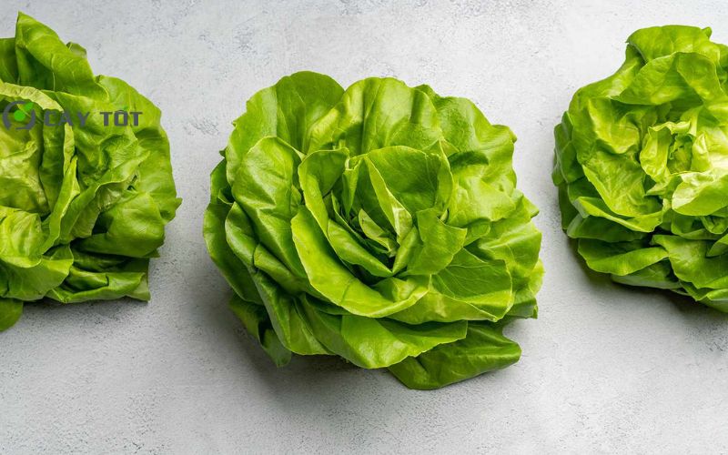 Hạt Giống Xà Lách Cuộn