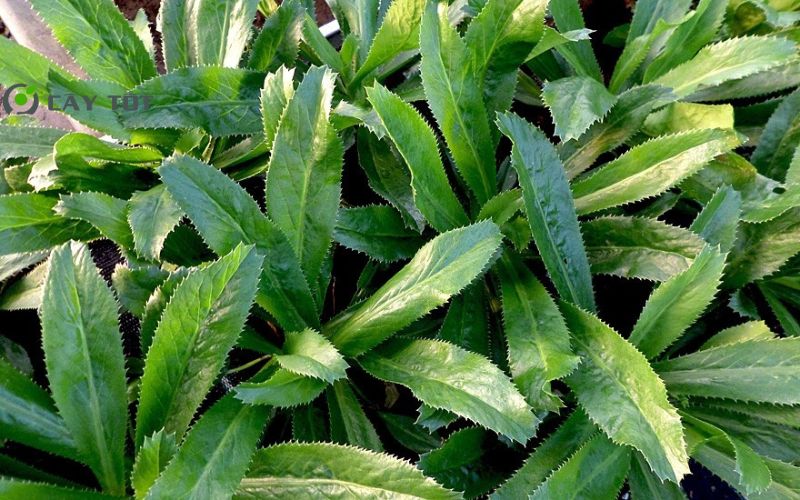 Hạt Giống Mùi Tàu Cao Sản