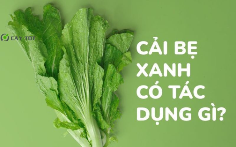 Hạt Giống Cải Bẹ Xanh Hàn Quốc