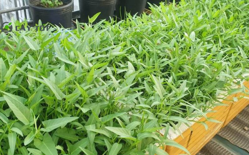 Hạt Giống Rau Muống Mỡ