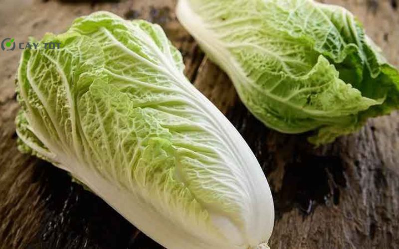 Hạt Giống Cải Thảo Nhật