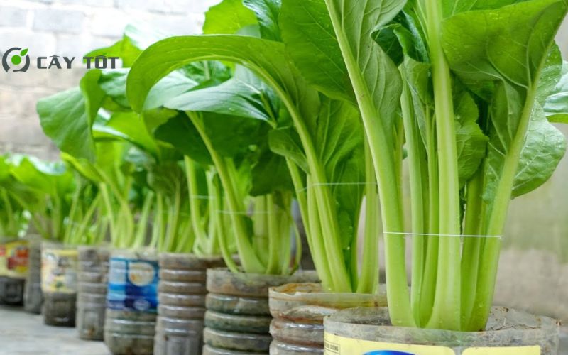 Hạt Giống Cải Bẹ Cao Sản