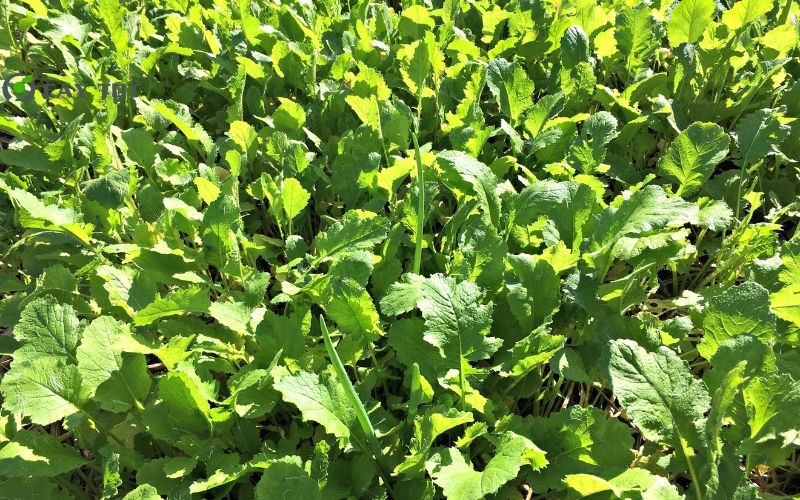 Hạt Giống Cải Bẹ Xanh Đài Loan