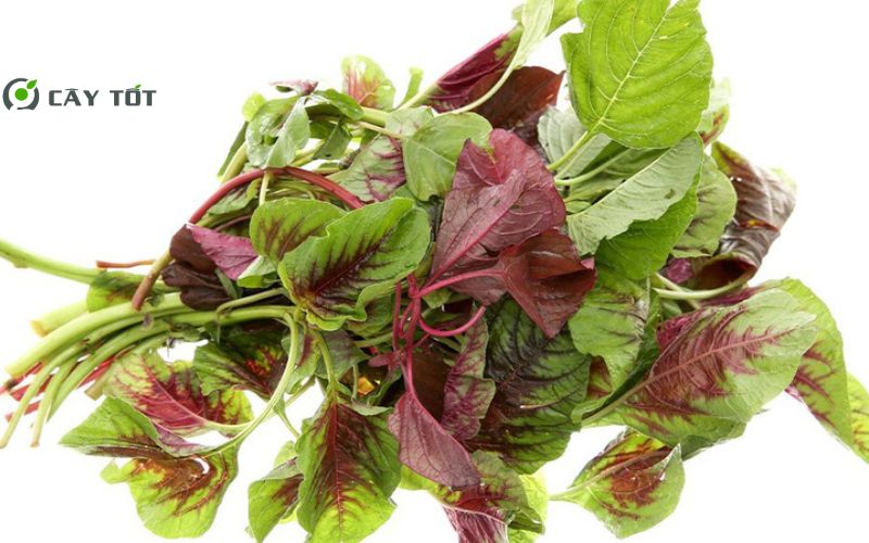 Hạt Giống Rau Dền Tím