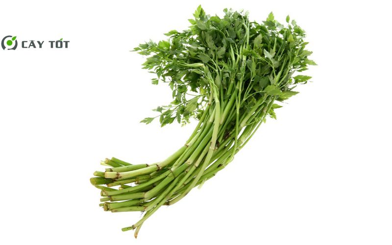 Hạt Giống Rau Cần Nước Đỏ