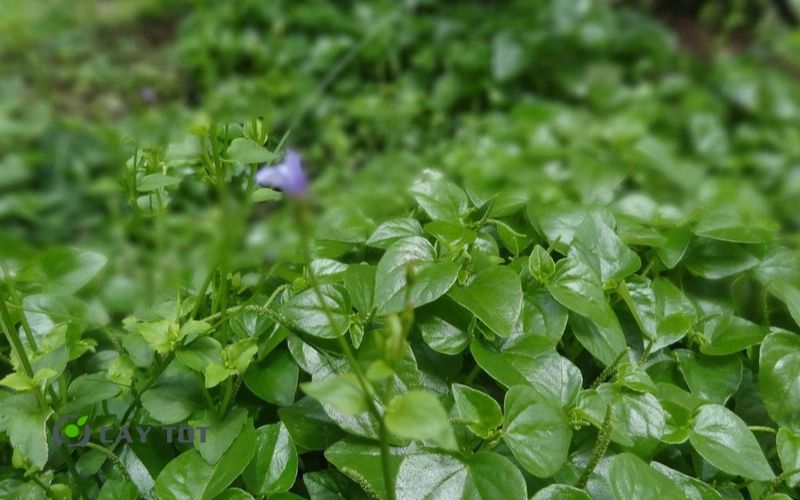 Hạt Giống Rau Càng Cua Tím