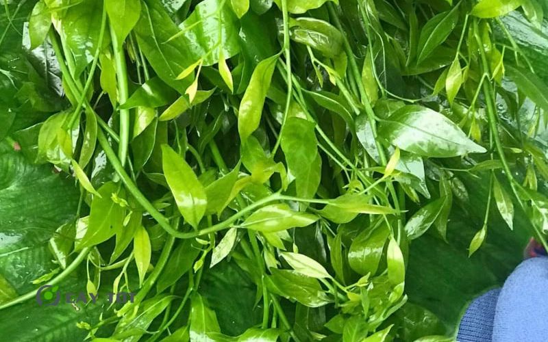 Hạt Giống Rau Sắng