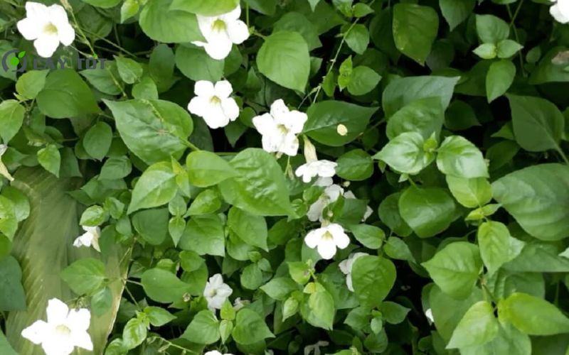 Hạt Giống Rau Ngót F1