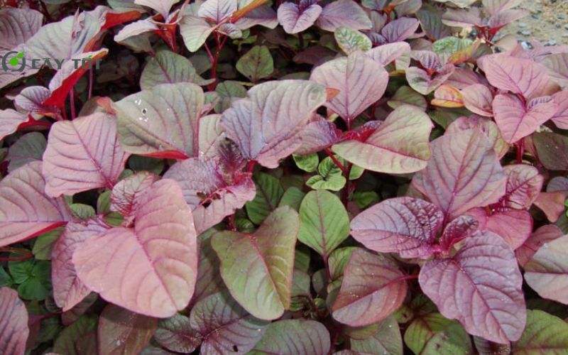 Hạt Giống Rau Dền Tím