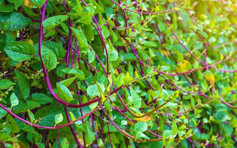 Hạt Giống Mồng Tơi Thân Đỏ