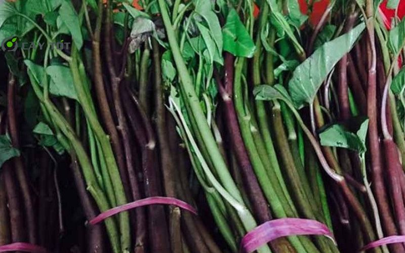 Hạt Giống Rau Muống Thân To