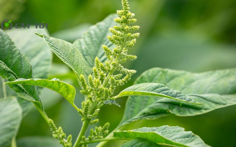 Hạt Giống Rau Dền Xanh Cao Sản