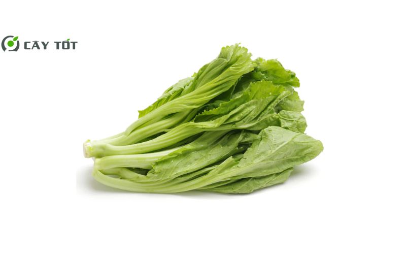 Hạt Giống Cải Bẹ Xanh Baby